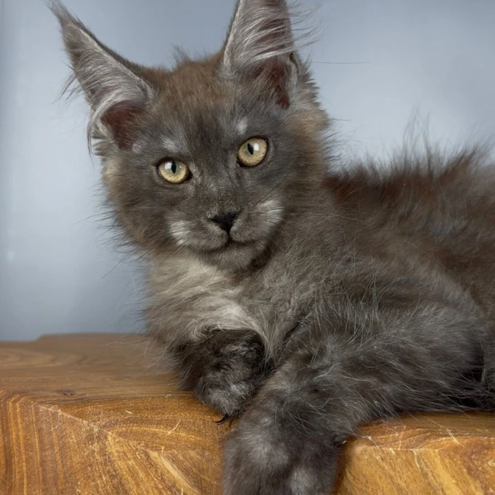 Tuman Maine Coon Kittens | Kittens for sale. 