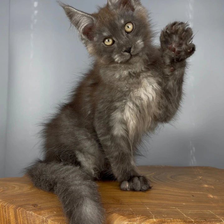 Tuman Maine Coon Kittens | Kittens for sale. 