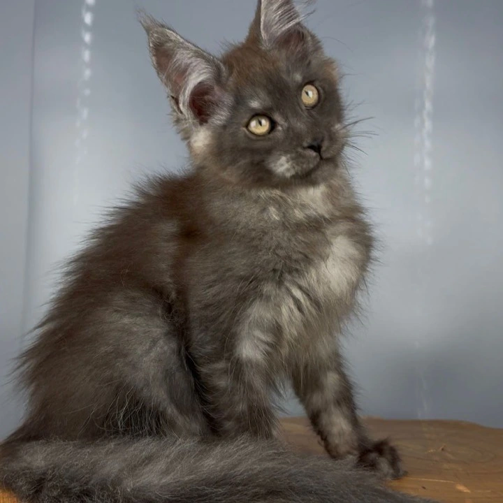 Tuman Maine Coon Kittens | Kittens for sale. 