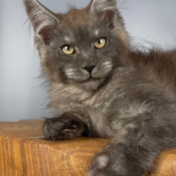 Tuman Maine Coon Kittens | Kittens for sale. 