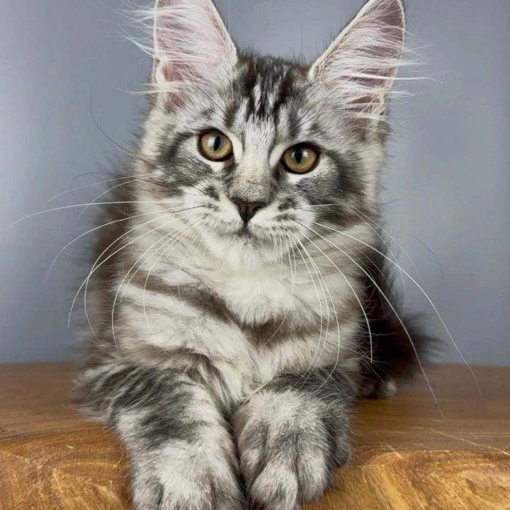 Silva Maine Coon Kittens | Kittens for sale. 