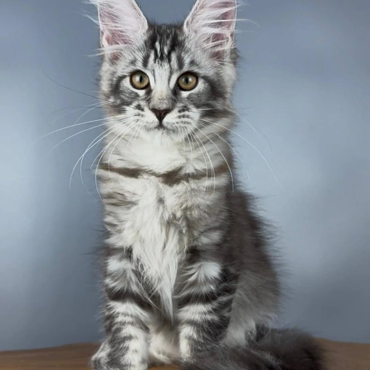 Silva Maine Coon Kittens | Kittens for sale. 