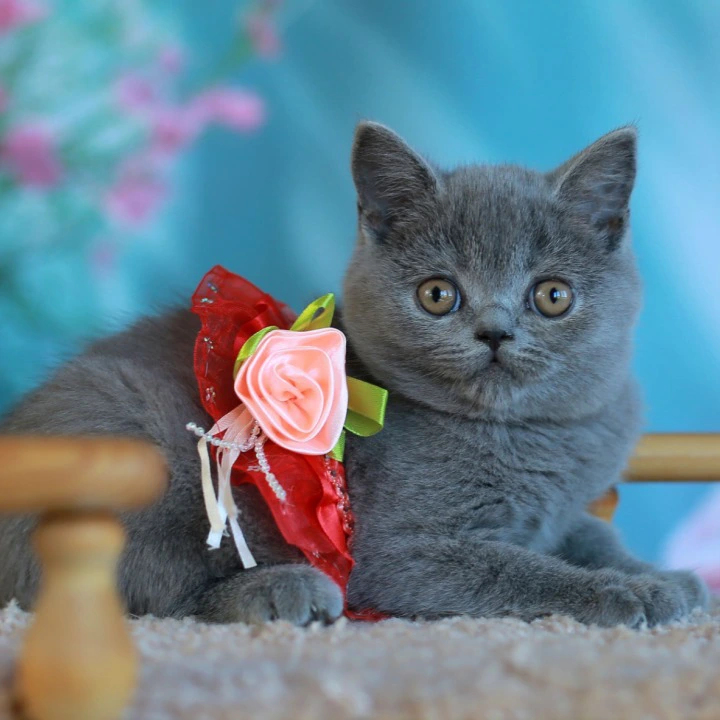 Vesta British Shorthair Kittens | Kittens for sale. 
