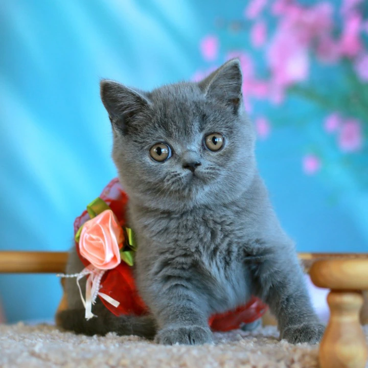 Vesta British Shorthair Kittens | Kittens for sale. 