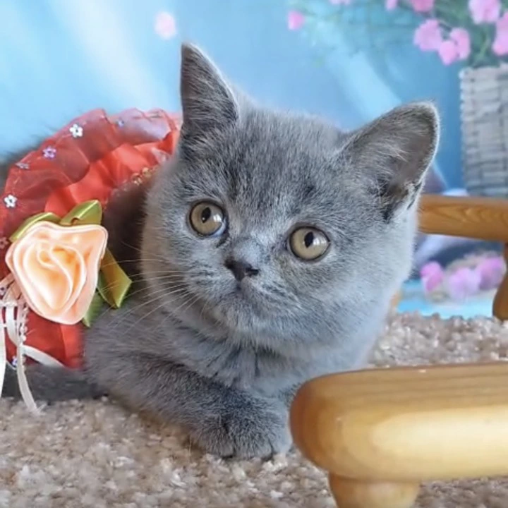 Vesta British Shorthair Kittens | Kittens for sale. 