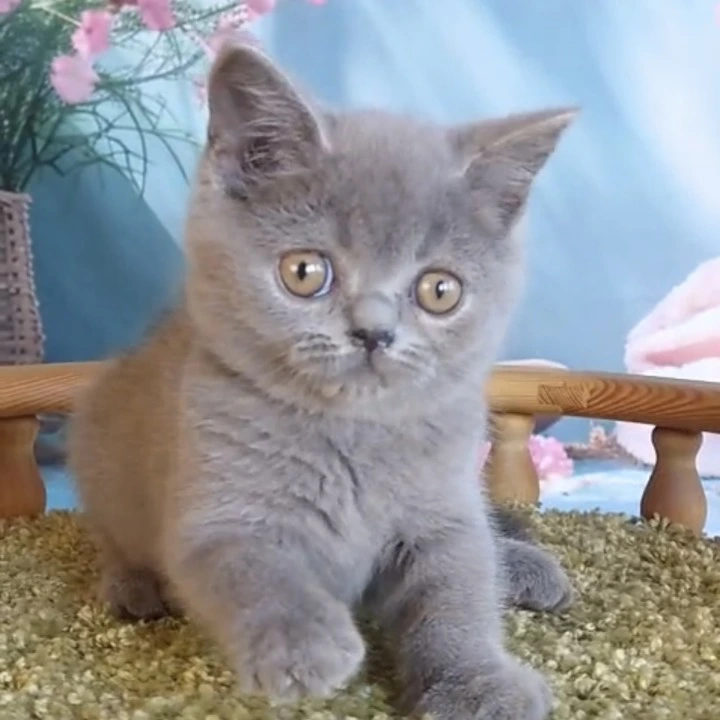 Vasiley British Shorthair Kittens | Kittens for sale. 
