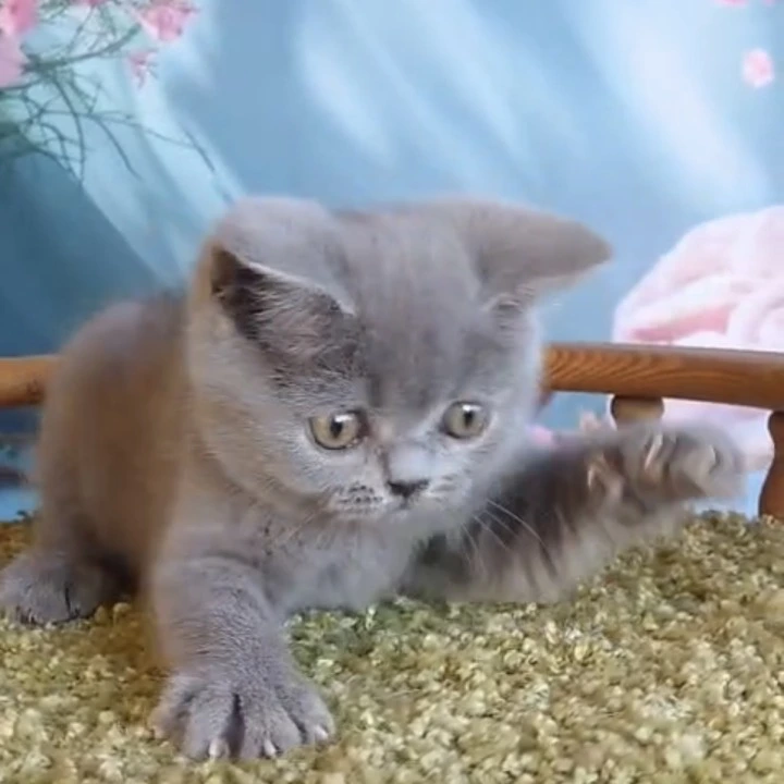 Vasiley British Shorthair Kittens | Kittens for sale. 