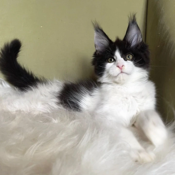 Germes Maine Coon Kittens | Kittens for sale. 