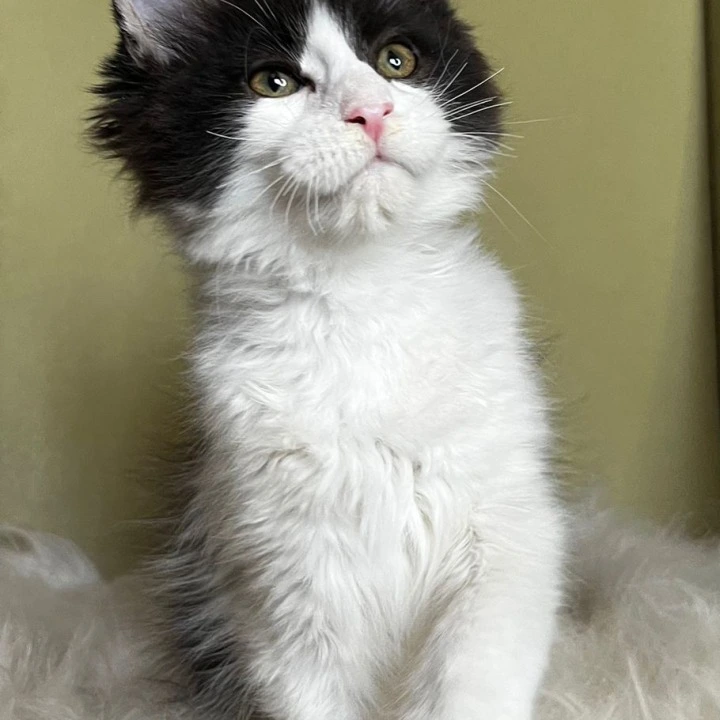Germes Maine Coon Kittens | Kittens for sale. 