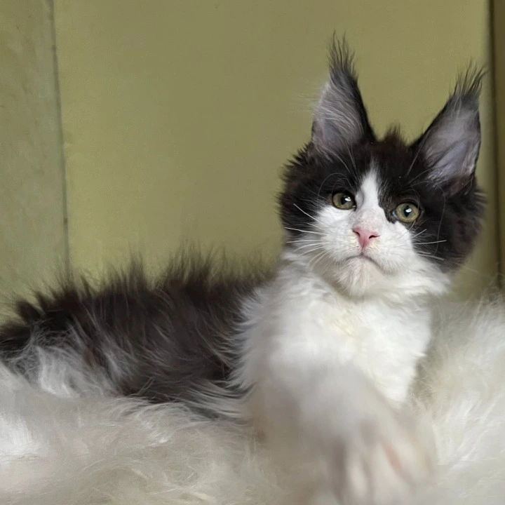 Germes Maine Coon Kittens | Kittens for sale. 