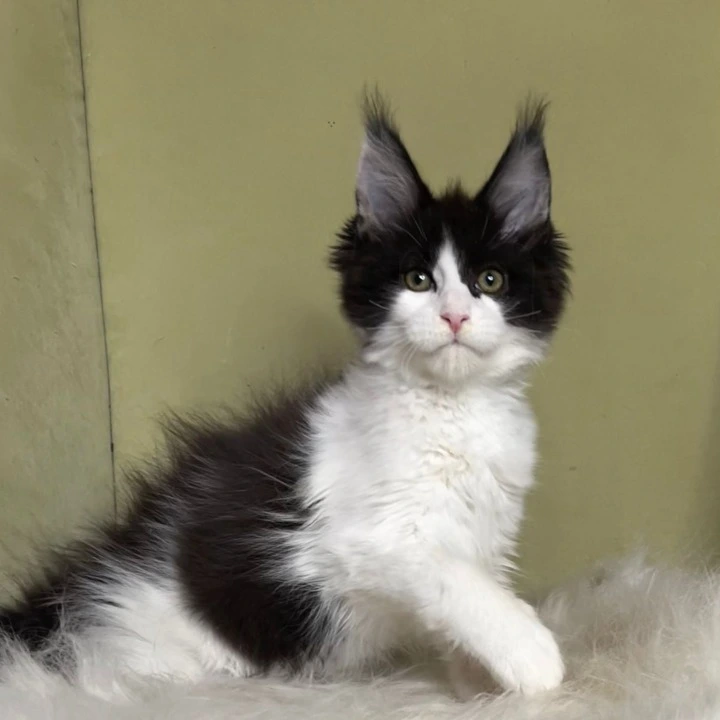 Germes Maine Coon Kittens | Kittens for sale. 
