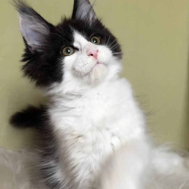 Germes Maine Coon Kittens | Kittens for sale. 