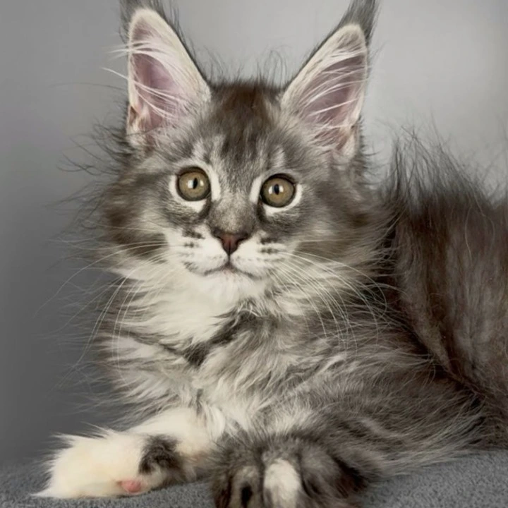 Victoria Maine Coon Kittens | Kittens for sale. 