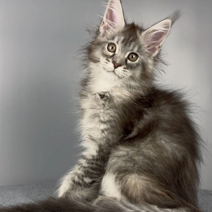 Victoria Maine Coon Kittens | Kittens for sale. 
