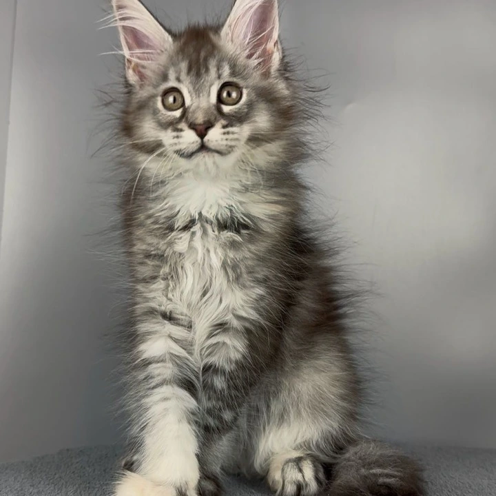 Victoria Maine Coon Kittens | Kittens for sale. 