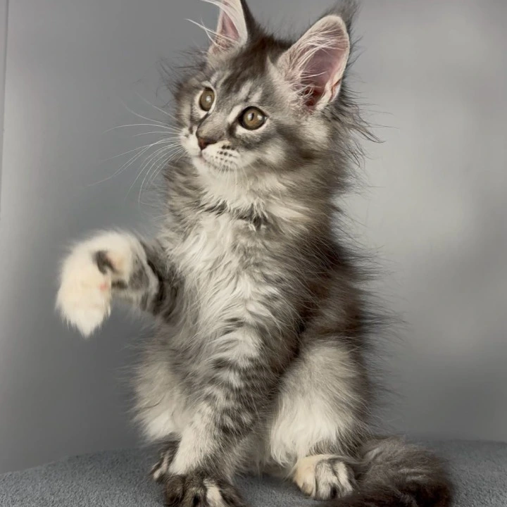 Victoria Maine Coon Kittens | Kittens for sale. 