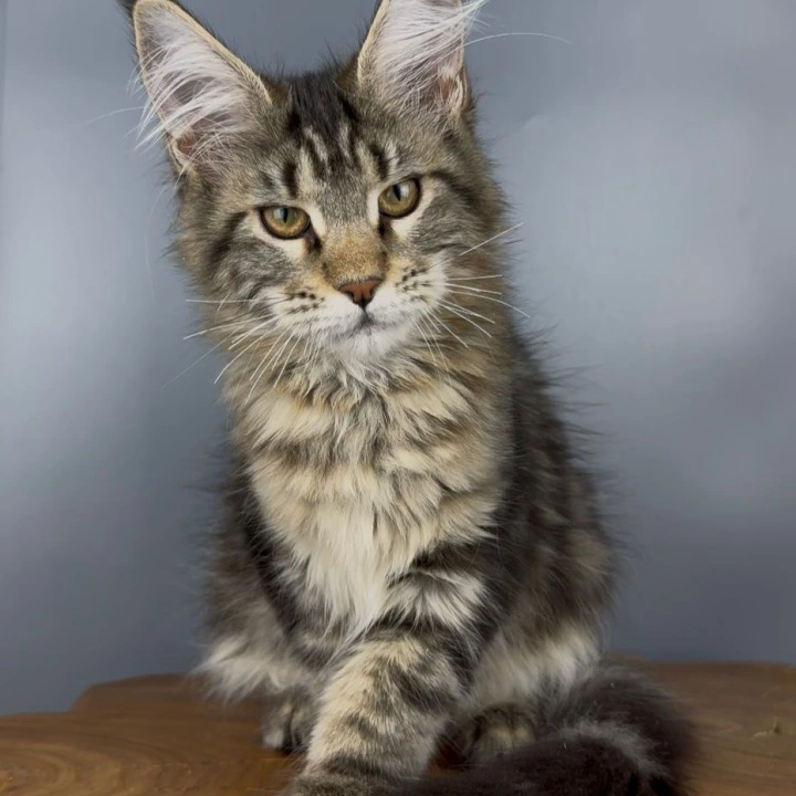 Q-Star Maine Coon Kittens | Kittens for sale. 