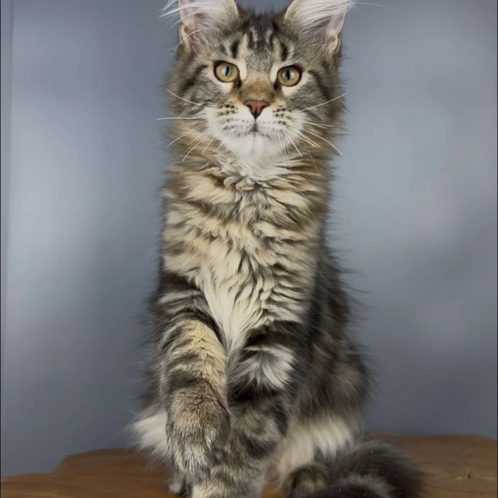 Q-Star Maine Coon Kittens | Kittens for sale. 