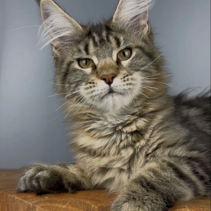 Q-Star Maine Coon Kittens | Kittens for sale. 