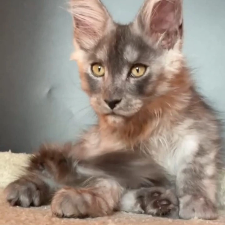 Lancelot Maine Coon Kittens | Large selection of kittens. 