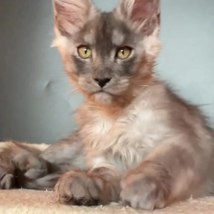 Lancelot Maine Coon Kittens | Large selection of kittens. 