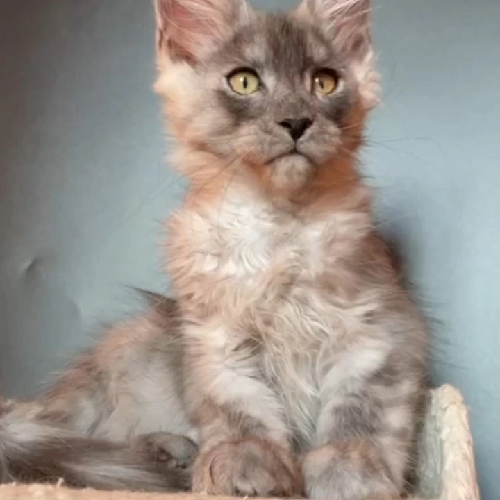 Lancelot Maine Coon Kittens | Large selection of kittens. 