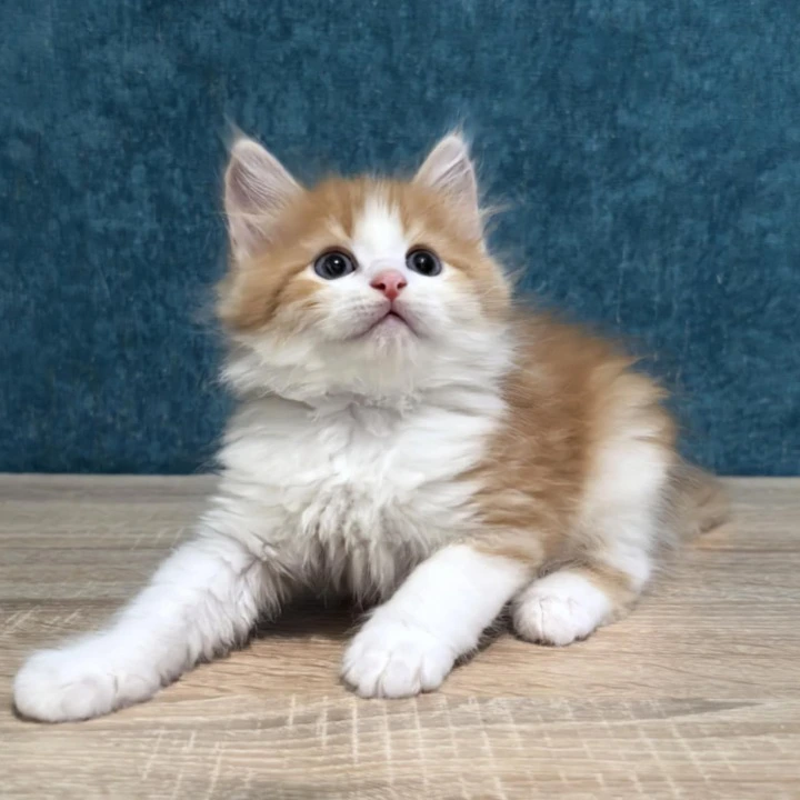 Danaj Siberian Kittens | Large selection of kittens. 