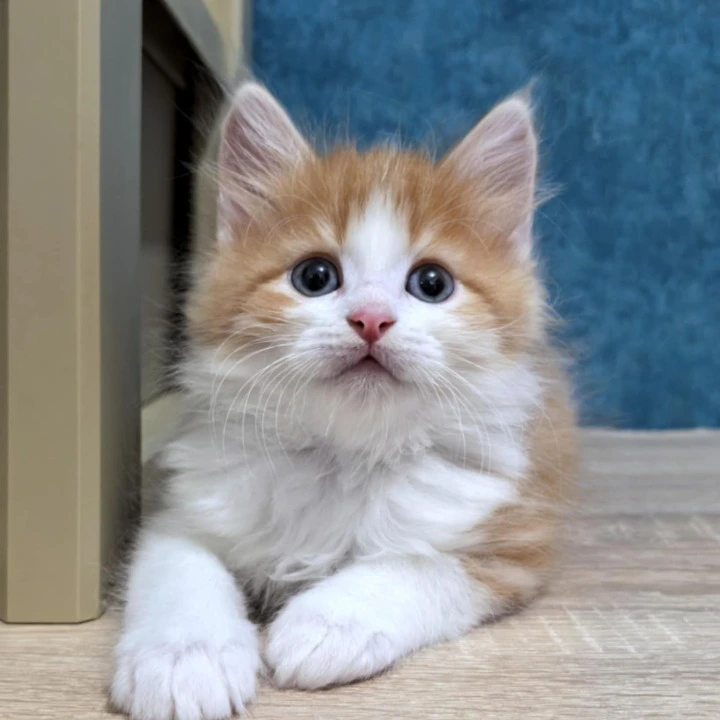 Danaj Siberian Kittens | Large selection of kittens. 