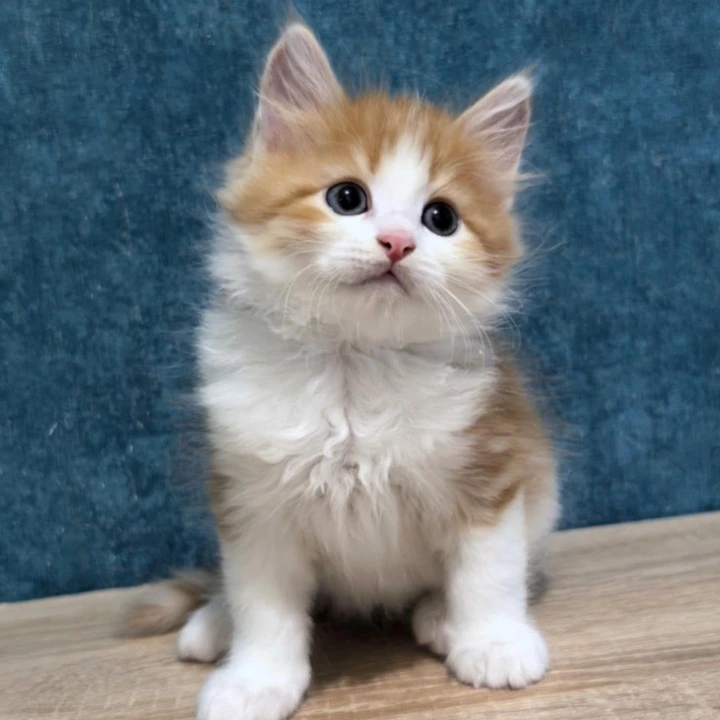 Danaj Siberian Kittens | Large selection of kittens. 