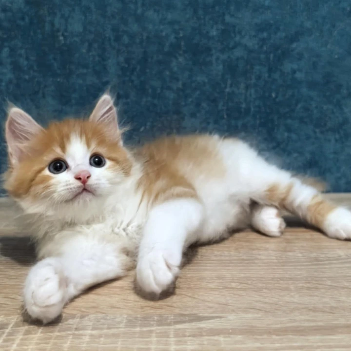 Danaj Siberian Kittens | Large selection of kittens. 