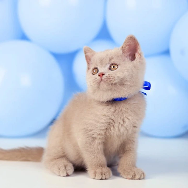 Zorro British Shorthair Kittens | Kittens for sale. 