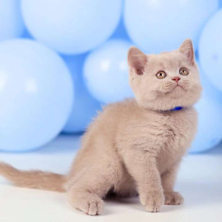 Zorro British Shorthair Kittens | Kittens for sale. 
