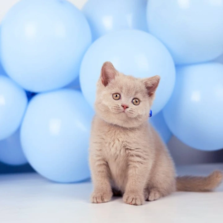 Zorro British Shorthair Kittens | Kittens for sale. 