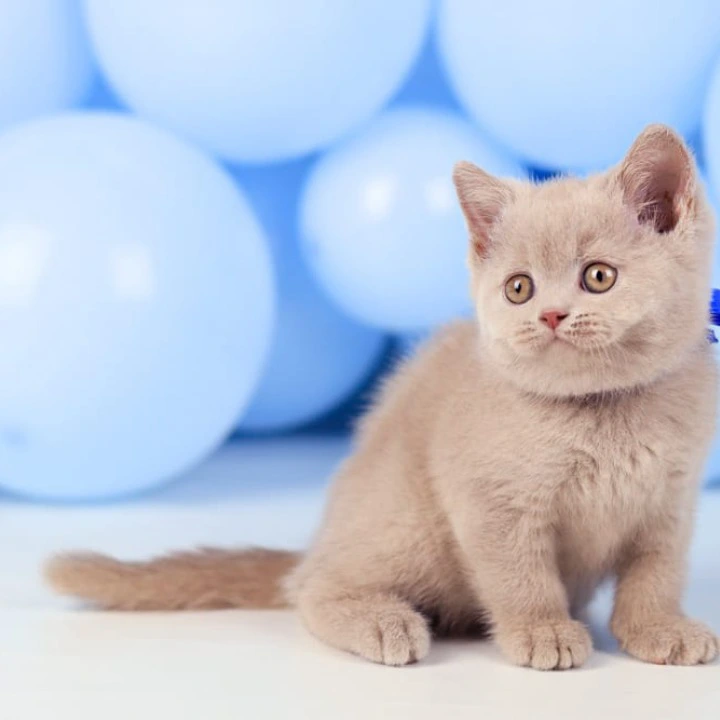 Zorro British Shorthair Kittens | Kittens for sale. 