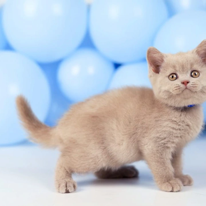 Zorro British Shorthair Kittens | Kittens for sale. 