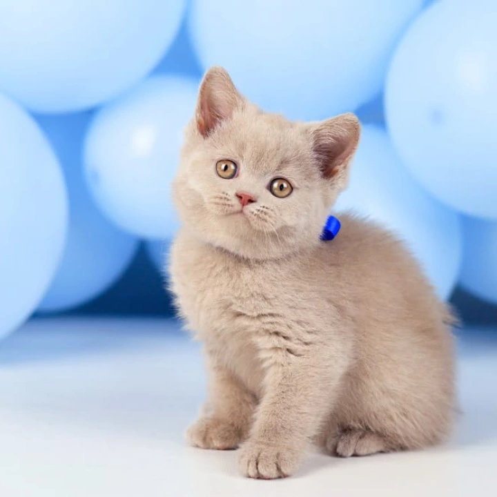 Zorro British Shorthair Kittens | Kittens for sale. 