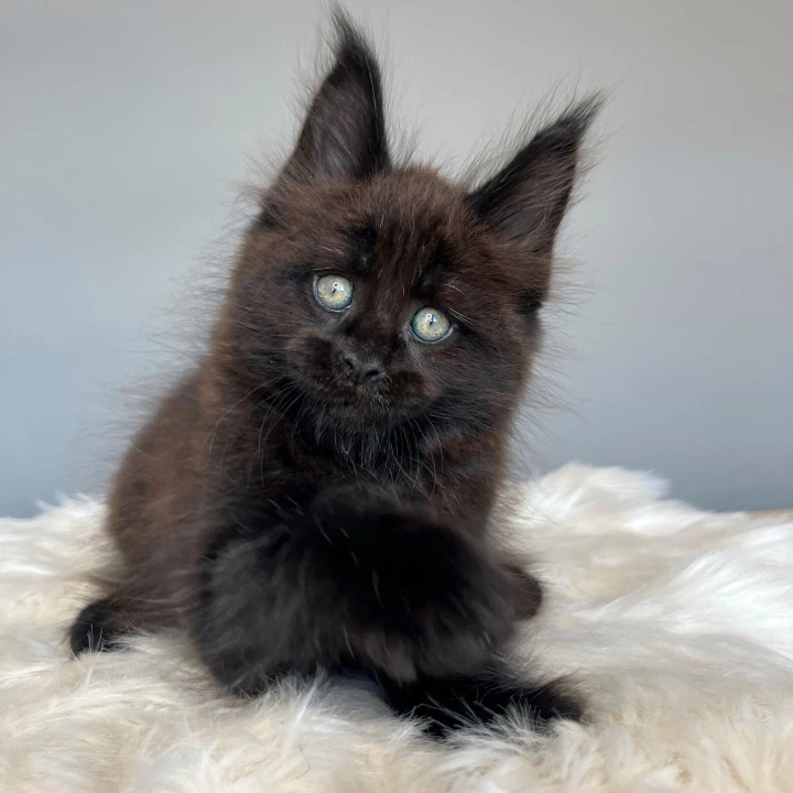Izum Maine Coon Kittens | Kitten for sale. 