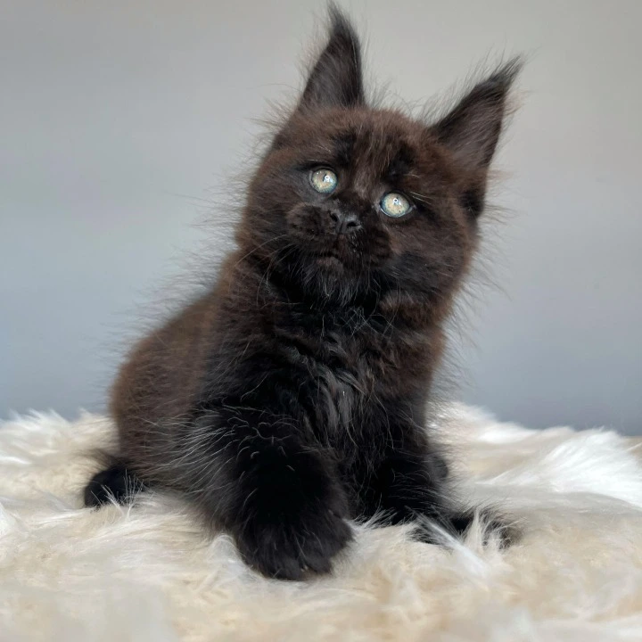 Izum Maine Coon Kittens | Kitten for sale. 