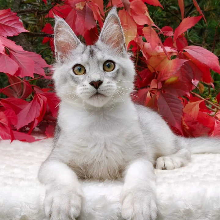 Norris Maine Coon Kittens | Kittens for sale. 