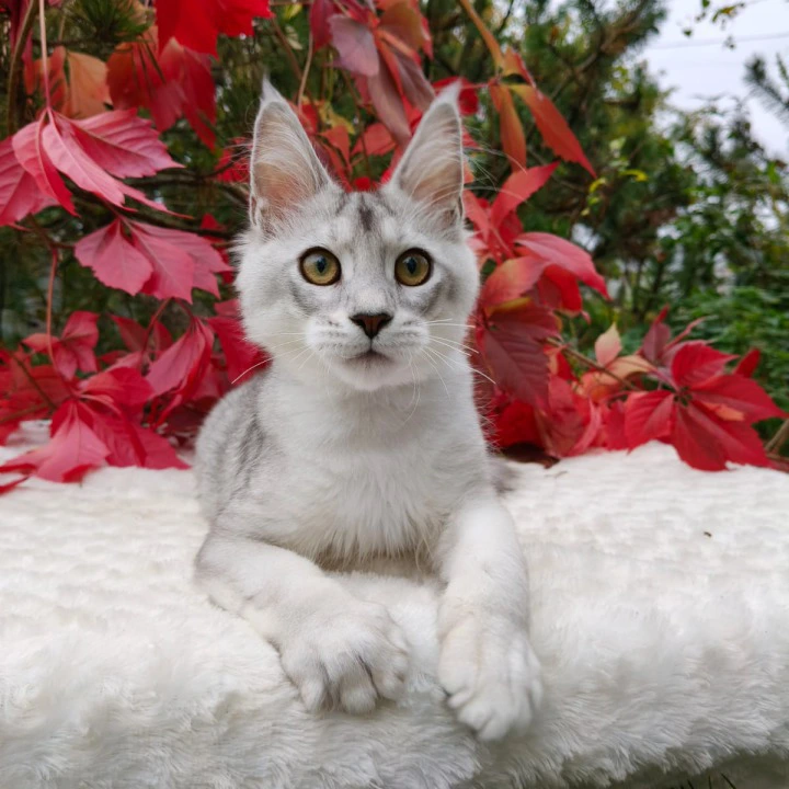 Norris Maine Coon Kittens | Kittens for sale. 
