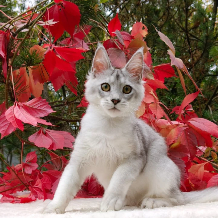 Norris Maine Coon Kittens | Kittens for sale. 