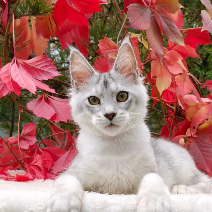 Norris Maine Coon Kittens | Kittens for sale. 
