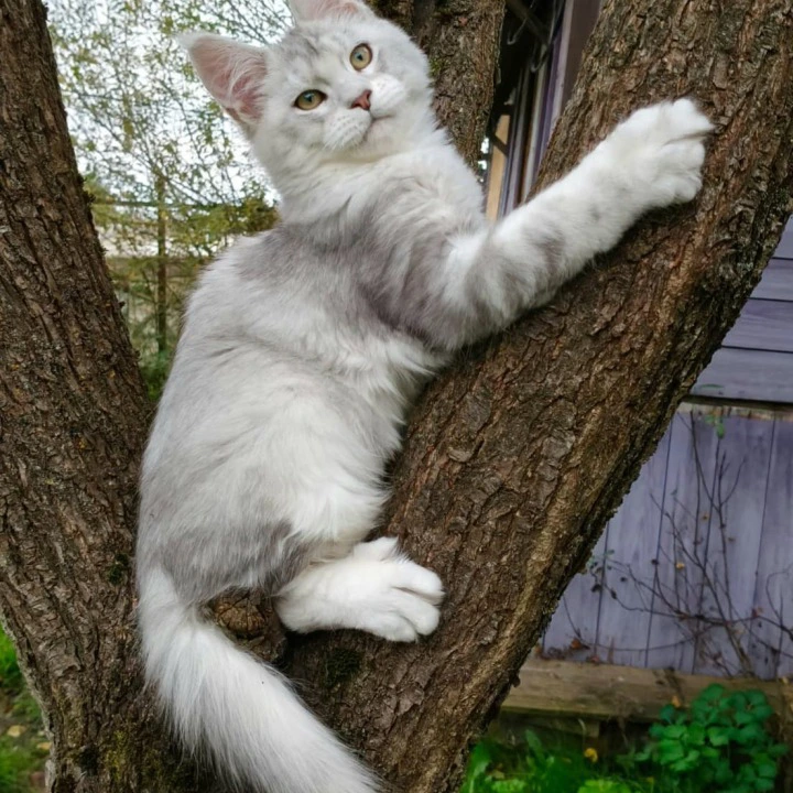 Nikolas Maine Coon Kittens | Kitten for sale. 