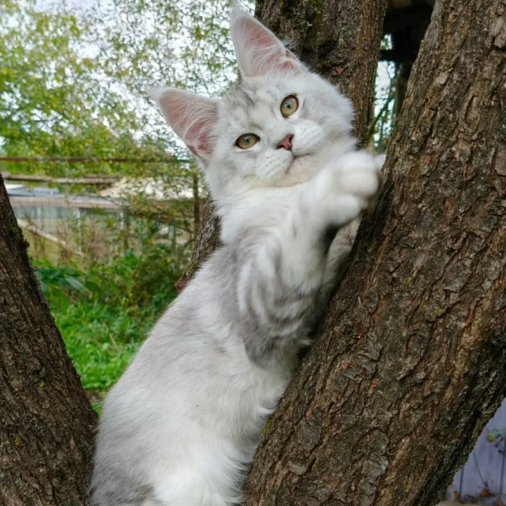 Nikolas Maine Coon Kittens | Kitten for sale. 