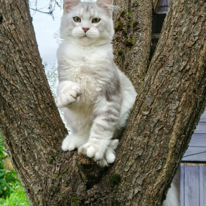 Nikolas Maine Coon Kittens | Kitten for sale. 