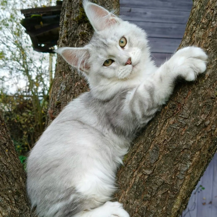 Nikolas Maine Coon Kittens | Kitten for sale. 