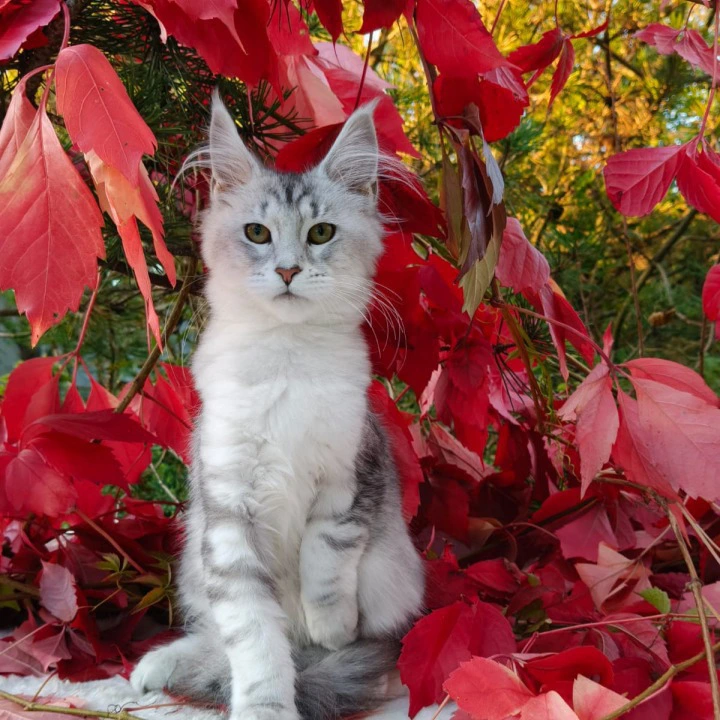 Nikoletta Maine Coon Kittens | Kitten for sale. 