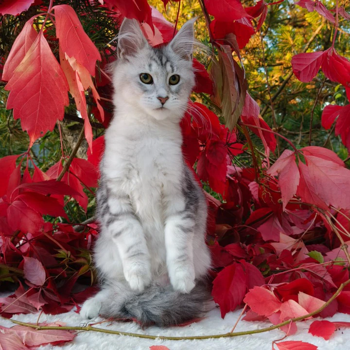 Nikoletta Maine Coon Kittens | Kitten for sale. 