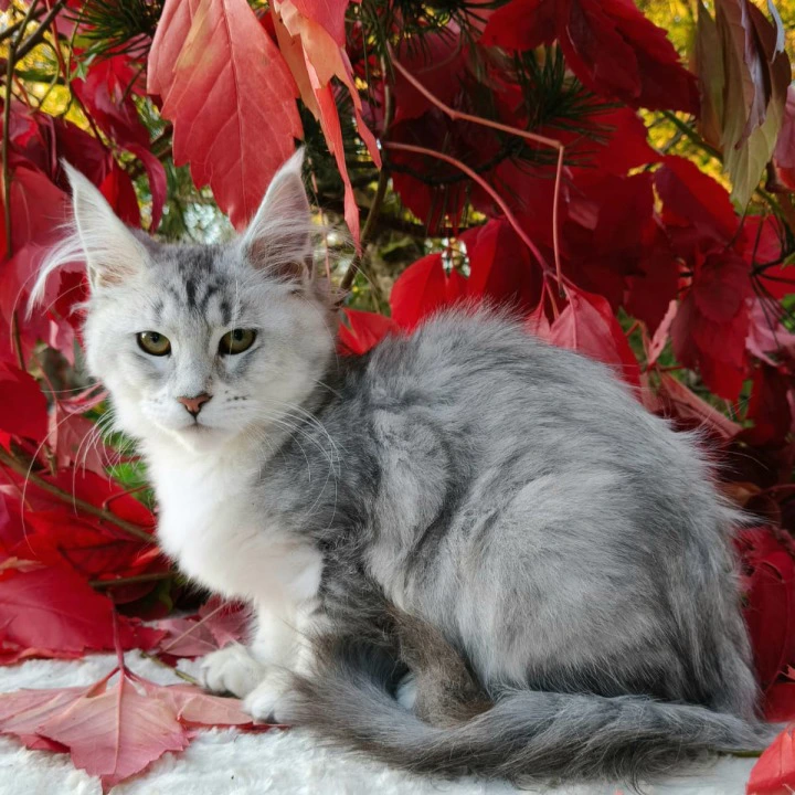 Nikoletta Maine Coon Kittens | Kitten for sale. 