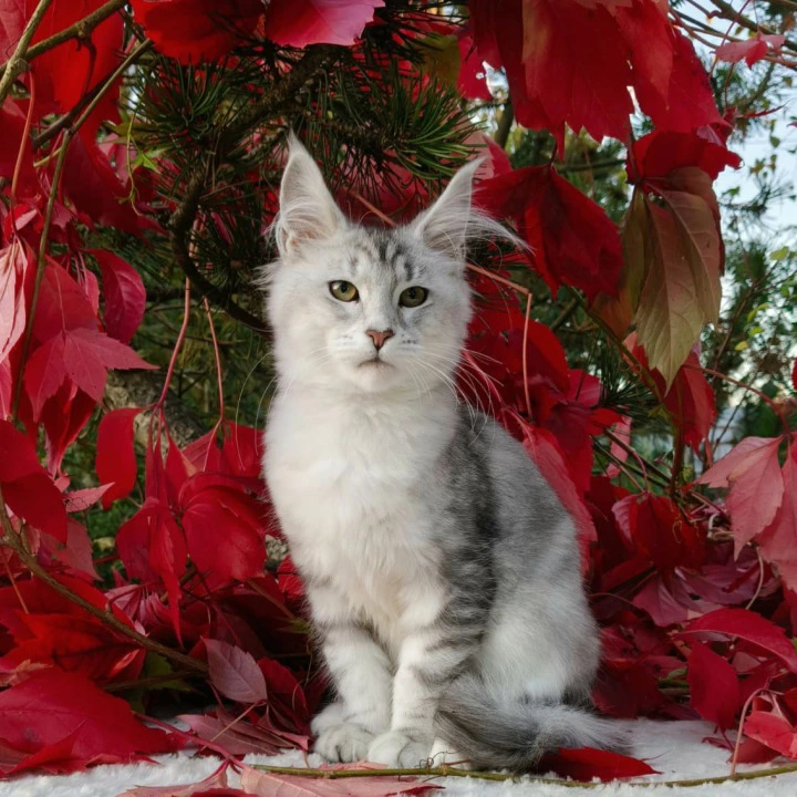 Nikoletta Maine Coon Kittens | Kitten for sale. 